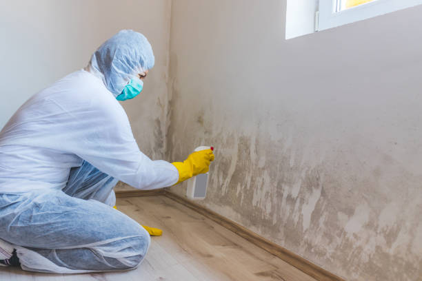 Licensed Commercial Mold Remediation service in West Newton, MA - 24 Hour Mold Removal